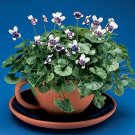 15 Seeds Seeds Tasmanian Violet Hoe Plant Garden Flowers Fresh For Garden