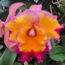 15 Seeds Seeds Orchid Dick Smith ‘Paradise’ Hoe Plant Garden Flowers Fresh For Garden