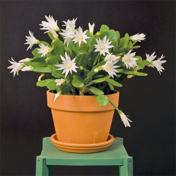 15 Seeds Seeds White Easter Cact Hoe Plant Garden Flowers Fresh For Garden