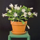 15 Seeds Seeds White Easter Cact Hoe Plant Garden Flowers Fresh For Garden