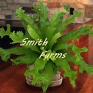 15 Seeds Seeds Crested Japanese Birdsnest Fern Hoe Plant Garden Flowers Fresh For Garden