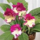 15 Seeds Seeds Cape Primrose ‘Wow’ Hoe Plant Garden Flowers Fresh For Garden