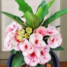 15 Seeds Seeds Crown Of Thorns ‘Crimson Splash’ Hoe Plant Garden Flowers Fresh For Garden