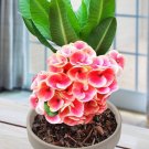 15 Seeds Seeds Crown Of Thorns ‘Serendipity’ Hoe Plant Garden Flowers Fresh For Garden 15 Seeds Seeds Crown Of Thorns ‘Serendipity’ Hoe Plant Garden Flowers Fresh For Garden