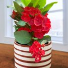 15 Seeds Seeds Crown Of Thorns ‘Red Hot’ Hoe Plant Garden Flowers Fresh For Garden