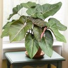 15 Seeds Seeds Philodendron ‘Summer Glory Hoe Plant Garden Flowers Fresh For Garden 15 Seeds Seeds Philodendron ‘Summer Glory Hoe Plant Garden Flowers Fresh For Garden