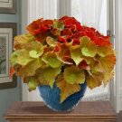 15 Seeds Seeds Begonia ‘Martha Stewart’ Hoe Plant Garden Flowers Fresh For Garden
