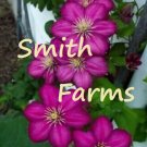 25 Seeds Seeds Magenta Clematis Beautiful Deep Pink Flowers Gardening Fresh For Garden