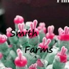 25 Seeds Seeds Rabbit Ears Pink Succulent Cact Aka Monilaria Obconica Fresh For Garden 25 Seeds Seeds Rabbit Ears Pink Succulent Cact Aka Monilaria Obconica Fresh For Garden