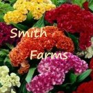 50 Seeds Seeds Celosia Cristata Mixed Cockscomb Flowers Fresh For Garden 50 Seeds Seeds Celosia Cristata Mixed Cockscomb Flowers Fresh For Garden
