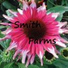 50 Seeds Seeds Pink White Coneflower Seeds Echinacea Flower Perennial Fresh For Garden