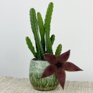 15 Seeds Seeds African Starfish Flower Hoe Plant Garden Flowers Fresh For Garden