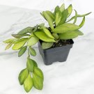 15 Seeds Seeds Hoya Burtoniae Hoe Plant Garden Flowers Fresh For Garden