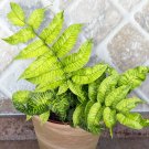 15 Seeds Seeds Striped Bamboo Fern Hoe Plant Garden Flowers Fresh For Garden