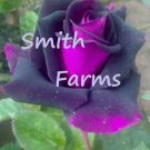 25 Seeds Seeds Purple Pink Rose Flowers Fragrant Gardening Planting Fresh For Garden
