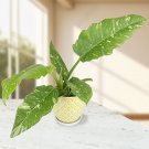 15 Seeds Seeds Philodendron ‘Ring Of Fire’ Hoe Plant Garden Flowers Fresh For Garden