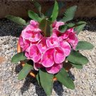 15 Seeds Seeds Crown Of Thorns ‘Rosy Cheeks’ Hoe Plant Garden Flowers Fresh For Garden