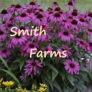 50 Seeds Seeds Deep Purple Coneflowers Aka Echinacea Flowers Garden Planting Fresh For Garden 50 Seeds Seeds Deep Purple Coneflowers Aka Echinacea Flowers Garden Planting Fresh For Garden