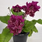15 Seeds Seeds Cape Primrose ‘Pola Hoe Plant Garden Flowers Fresh For Garden