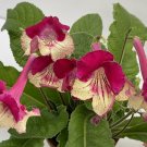 15 Seeds Seeds Cape Primrose ‘Kalahari’ Hoe Plant Garden Flowers Fresh For Garden