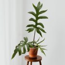 15 Seeds Seeds Alocasia Brancifolia Hoe Plant Garden Flowers Fresh For Garden 15 Seeds Seeds Alocasia Brancifolia Hoe Plant Garden Flowers Fresh For Garden