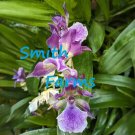 15 Seeds Seeds Murasakikomachorchid ‘Blue Hawaihoe Plant Garden Flowers Fresh For Garden 15 Seeds Seeds Murasakikomachorchid ‘Blue Hawaihoe Plant Garden Flowers Fresh For Garden
