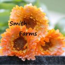 30 Seeds Seeds Pink Surprise Calendula Flowers Garden Planting Fresh For Garden