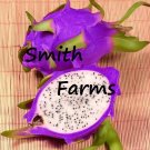 30 Seeds Seeds Purple Dragon Fruit Flower Plant Fresh For Garden