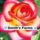 30 Seeds Seeds Pink Yellow Rose Flowers Garden Planting Flowers Beautiful Scent Fresh For Garden 30 Seeds Seeds Pink Yellow Rose Flowers Garden Planting Flowers Beautiful Scent Fresh For Garden