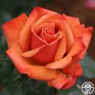 25 Seeds Seeds Remember Me Flowers Garden Rose Fresh For Garden