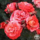 25 Seeds Seeds Michelangelo Flowers Garden Rose Fresh For Garden 25 Seeds Seeds Michelangelo Flowers Garden Rose Fresh For Garden