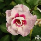 25 Seeds Seeds Bulls Eye Flowers Garden Rose Fresh For Garden