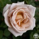 25 Seeds Seeds Spiced Coffee Flowers Garden Rose Fresh For Garden 25 Seeds Seeds Spiced Coffee Flowers Garden Rose Fresh For Garden