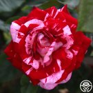 25 Seeds Seeds Rock & Roll Flowers Garden Rose Fresh For Garden