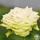 25 Seeds Seeds Green Romantica Flowers Garden Rose Fresh For Garden 25 Seeds Seeds Green Romantica Flowers Garden Rose Fresh For Garden