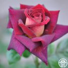 25 Seeds Seeds Dark Night Flowers Garden Rose Fresh For Garden