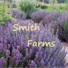 25 Seeds Seeds Purple Lavender Hyssop Flowers Agastache Perennial Flower Garden Fresh For Garden 25 Seeds Seeds Purple Lavender Hyssop Flowers Agastache Perennial Flower Garden Fresh For Garden