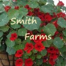 25 Seeds Seeds Red Nasturtium Flowers Garden Fresh For Garden