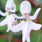 50 Seeds Seeds Dancing Girl Orchid Flowers Beautiful White Blooms Fresh For Garden 50 Seeds Seeds Dancing Girl Orchid Flowers Beautiful White Blooms Fresh For Garden