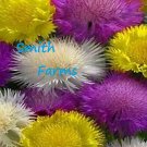 25 Seeds Seeds Sweet Sultan Mixed Purple Yellow White Cornflower Fresh For Garden