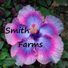 25 Seeds Seeds Pink Blue Hibisc Flowers Fresh For Garden