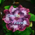 25 Seeds Seeds Silver Pink Purple Hibisc Flowers Fresh For Garden