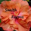 25 Seeds Seeds Double Orange Pink Hibisc Flowers Fresh For Garden