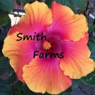 25 Seeds Seeds Stunning Orange Pink Hibisc Flowers Fresh For Garden