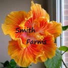 25 Seeds Seeds Ruffle Orange Yellow Hibisc Flowers Fresh For Garden 25 Seeds Seeds Ruffle Orange Yellow Hibisc Flowers Fresh For Garden
