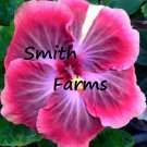 25 Seeds Seeds Pink Purple Hibisc Flowers Fresh For Garden