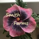 25 Seeds Seeds Pink Black Hibisc Flowers Fresh For Garden