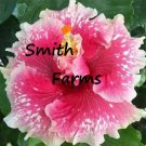 25 Seeds Seeds Pink White Ruffle Hibisc Flowers Fresh For Garden