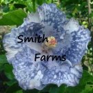 25 Seeds Seeds Silver White Hibisc Flowers Fresh For Garden