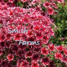 50 Seeds Seeds Red White Phlox Flowers Groundcover Fresh For Garden